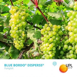 Bağ Mildiyösü ile zorlu mücadelede UPL'in etkili fungisiti BLUE BORDO...