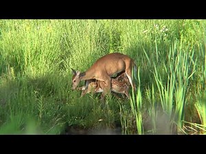 Deer Fawns Nursing