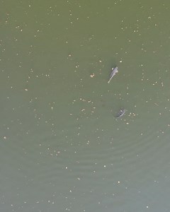 Keep your eye on the Bread Bomb 😉🎣🍞 NASH Deutschland-Österreich Marc Voosen | Nash Tackle