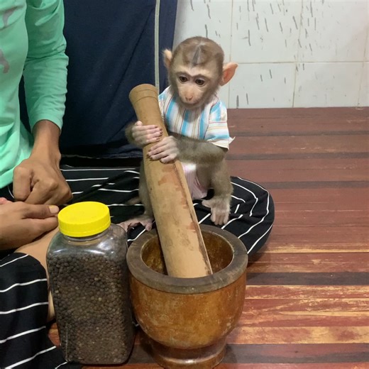 cute baby monkey help mom prepare cooking | The Freshly