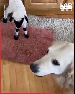 248K views · 5.9K reactions | This lamb was rejected by its mother, but found something so much more special ❤️ | LADbible Australia | Facebook