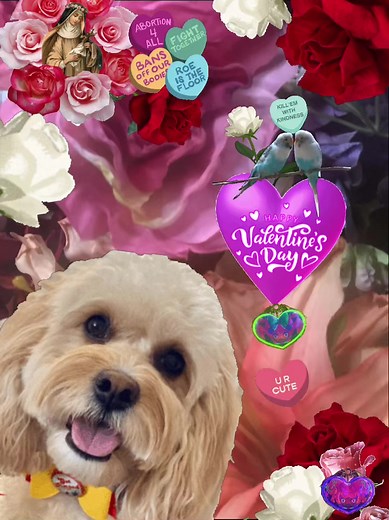 3.6K views · 549 reactions | #valentinesday2024 #cockapoo | Diamond Bar Kennel | Facebook