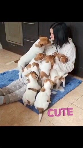 Jack Russell.. Cute Cute 😍 #jackrussell #cute #dog | Jack Russell MS