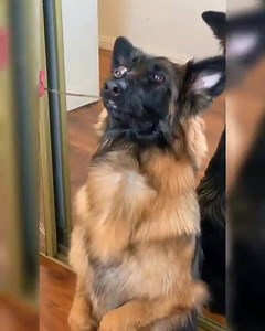 German Shepherd Dog Show on Reels