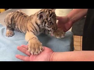 Video Extra: Rare Baby Tiger