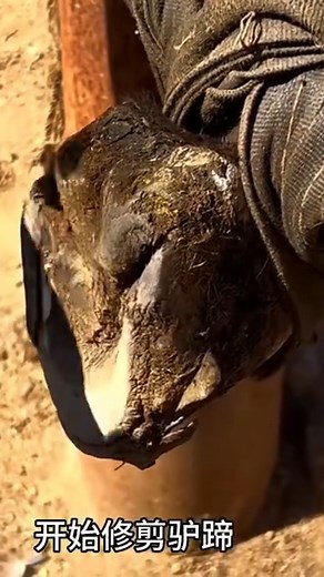 Trim deformed donkey hooves, horny covering the soles, replace horseshoes #animal #horse #cow #donkey #hoofcare #satisfying #hoof #care #helping #farrier | Hoof Farrier