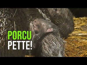 Porcupine Born At Amersfoort Zoo
