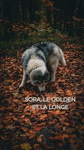 187K views · 2.1K reactions | Non mon chien n’est pas instable,...