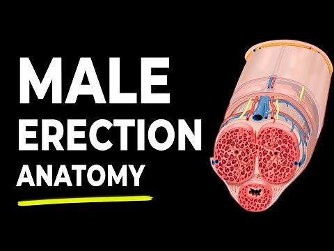 Erection Anatomy - How An Erection Works