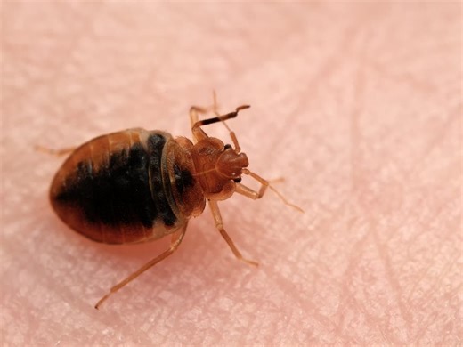 Most Bed Bug Infested Cities: Where These VA Towns Rank