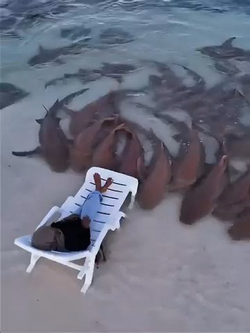 Person that can magnet animals | DarkLab