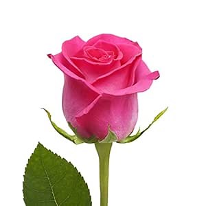 Blommingmore | Fresh Cut Flowers | Hot Pink Roses | 25 Stems - 20 in | Home, Office, Wedding Decor, DIY, Party Event, Housewarming, Teacher and Engagement