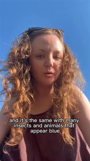 1.2K views · 15 reactions | Via @evie_hatch 冀 Images: Blue jay in...