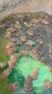 Frogs in a Small Pond Raising Frogs Naturally and Growing Choy Sum The End #viral #farming | Top Share | Facebook