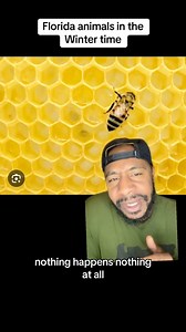 51K views · 1.1K reactions | Fun fact about Florida wildlife during the winter #florida #alligators #snakes #foryou #viral | Jermaine Hughley | Facebook