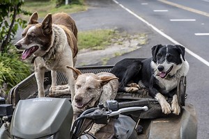 Buying Guide for ATV Racks and Baskets