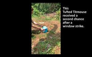 The homeowner did the right thing after this Tufted Titmouse struck her window and fell to the ground, where it remained stunned. She gently placed it in a shoebox with small holes and brought the adult bird to Tri-State. It is important to get a window-strike bird to a licensed rehabilitator for evaluation because it may have injuries that are not visible to the naked eye and require professional treatment, even though the bird may appear fine. In this case, the Tufted Titmouse was in need of p