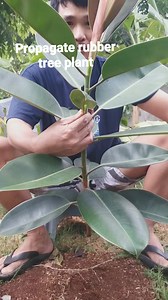 Propagating, rubber tree burgundy plant, #propagate #rubbertreeplant #plants #chinitoboy #reallife #plantito #naturelover #viralreels #instreamadsmonetization #trendingreels #lifestyle #fbreels | Jayson M. Gaylan