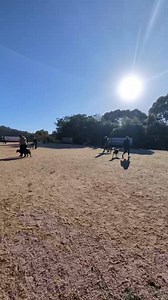 🐾 Building Real-Life Obedience! 🐾 Our group obedience classes are in full swing again this weekend, focusing on the skills that matter most in everyday life ✅ Walking calmly past other dogs ✅ Engagement with the handler in distractions ✅ Reliable recalls when it counts ✅ Holding obedience for duration It’s all about creating confident, well-mannered dogs that can handle the real world with ease 💙 #refineyourcanine #refineyourcaninedogtraining #melbourne #melbournedogs #dogtraining #sarplinana