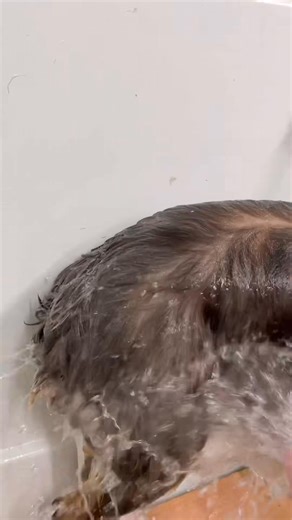 1.2K views · 88 reactions | Dogsbylogan Fam on Reels | Facebook