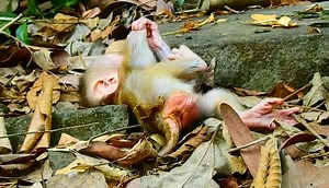 51K views · 1.9K reactions | Pity baby Lucie got diarrhea but young nasty mom Luna try denied to nurse, poor baby shed to tears drop | Animals JoJo Family | Facebook