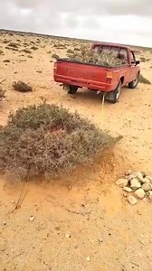 جريمة بمعنى الكلمة للجريمة الردع الوحيد وعي المجتمع بالمخاطر تدمير الغطاء النباتي | الجمعية الليبية لحماية الحياة البرية The Libyan Wildlife Trust