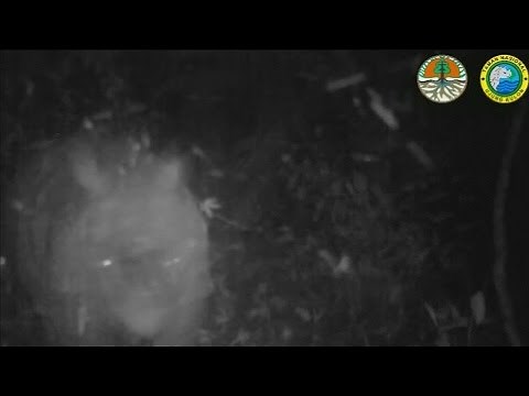 Rare baby rhinos filmed in Indonesian park