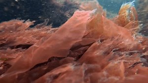 Close-up Red Algae Porphyra Sp Spring Stock Footage Video (100% Royalty-free) 3761477495 | Shutterstock