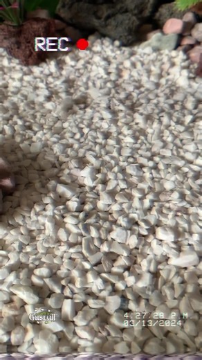 4K views · 18 reactions | ¡Inevitables! 練 En El Guante de Guslutt hemos detectado la presencia del temible Tarbosaurus Bataar… #tarbosaurus #tarbosaurusbataar #dinosaurios | El Guante de Guslutt | Facebook