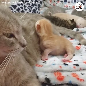 Mom, feed me please~~ | PECO