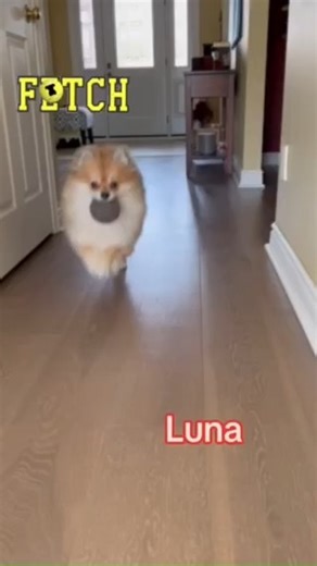 1.2K views · 17 reactions | Luna loves playing fetch Breed:...