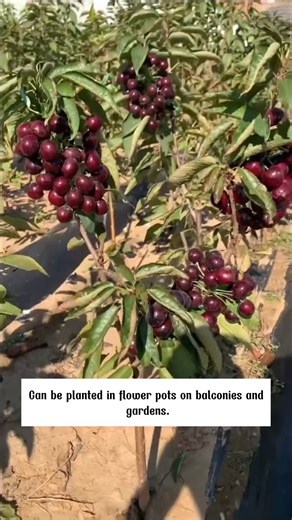 8K views · 53 reactions | Dwarf cherry tree | SRK | Facebook