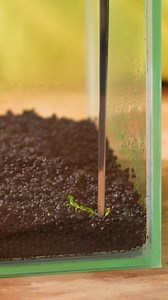 Adorable mini aquarium ! 🐠🌊 | Astuces du Panda