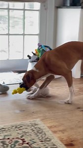 Feeling like Howie Hedgehog or Digby Duck will be first to board Olive Express. | Wrigley, Bauer, Kobe, and Sophie Boxer