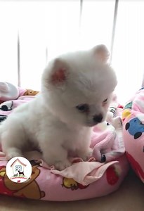 Aww, Look At That Adorable Face  | Pet Lovers | Facebook