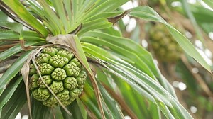 Hala Fruit On Pandanus Tectorius Tree Stock Footage Video (100% Royalty-free) 3477816181 | Shutterstock