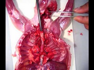 Dissection de l'appareil respiratoire du lapin