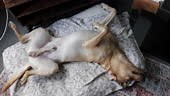 Labrador Retriever Hunde sind sehr aktiv. Wenn sie jedoch müde sind,...