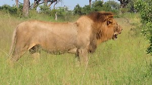 Big male lion panting during a very hot day in the African Bush Kingdom #reels #trend #video #travel #viral #nature #africa #wildlife #Amazing #AfricanBushKingdom #trending | African Bush Kingdom