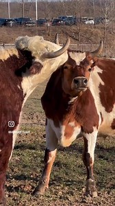 4.8K views · 495 reactions | Happy Valentine's Day from Mike and Hopper 癩懶 Today is the last day to send a Barn valentine! Share Your Love with a $25 donation and you'll support our residents while sending a sweet digital card to your special someone.  Donate and choose your valentine here: https://buff.ly/3HSxnAh | Barn Sanctuary | Facebook