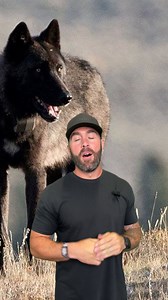 Wolf advocates charged with illegal lobbying at the Colorado state capitol. #gohunt | GOHUNT