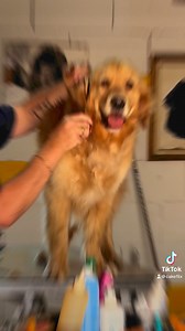 4K views · 46 reactions | Not a cake post but just had to share our Yogi Bear at the groomers yesterday unfortunately I missed Benji he was just to fast lol Hope your having a lovely weekend from everyone at CakeFix  | CakeFlix | Facebook