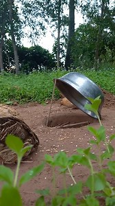 Amazing quail trapping technique Building a DIY trap with a steel plate and shallow hole | Animals Trap
