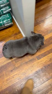 24K views · 270 reactions | This got to be one of the craziest top shots i ever seen on a dog  #Female #Bully #Sc | D'Glory Styles | Facebook