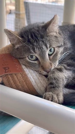 Safe in a cat sanctuary #thisisreacue #passion #love #teamwork #nonprofit #furballfarmcatsanctuary #visit #bucketliat #Minnesota #cat #rescue | Furball Farm Cat Sanctuary