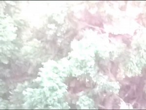 आज विहानै ओकाइटी अनि निगालेको सिमानामा देखियो चितुवा | Darjeeling Today