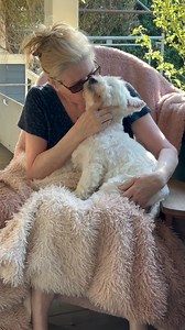 46K views · 4.2K reactions | Pickles looks and smells fabulous after his grooming—he pretends he doesn’t like the attention, but he does ❤️ #funnydogsofinstagram #westhighlandterrier #westies #moderndog #westie #dogsandpals #dogsofinstagram #lovemydog #westhighlandwhiteterrier #doghumor | The Piper Chronicles | Facebook