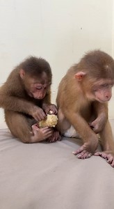 1.3M views · 5.5K reactions | Nasty Chichi B!teee Poor BAby Monkey In Home... . . . #reel #cute #animals #lovely #newbornbabymonkey #monkey | Cute Baby Monkey | Facebook