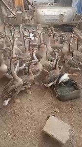 15 reactions | Geese are versatile and valuable birds, known for...