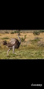 6.7K views · 533 reactions | Mbarambombo 'kakuze mara kaivazeua.. | Nature Bw | Facebook